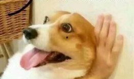 狗子今日爆料图片表情包,表情包背后的秘密大揭秘！